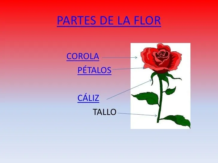 las-flores-4-728.jpg?cb=1338429580