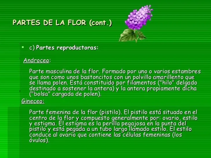 las-flores-sus-partes-y- ...