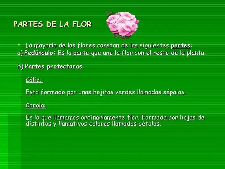 las-flores-sus-partes-y- ...