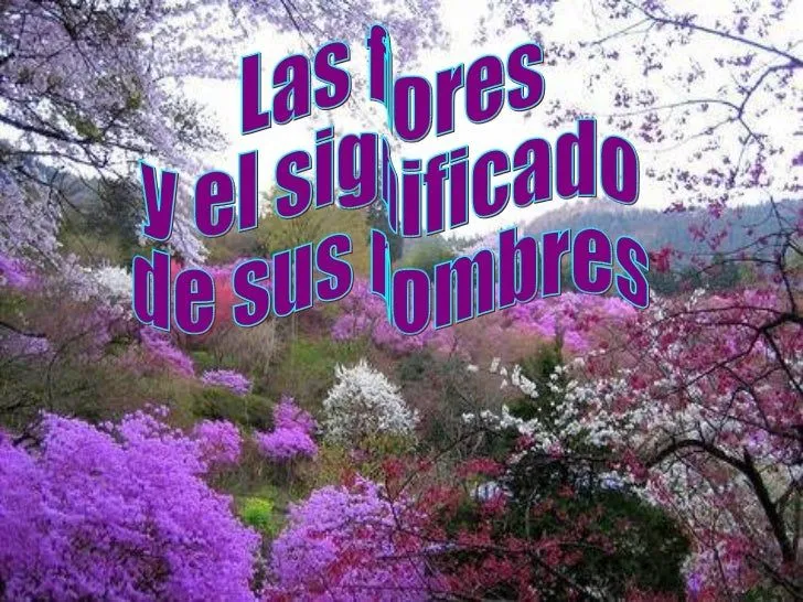 Las Flores Y El Significado De Sus Nombres (1) Las Flores Y El Significado De Sus Nombres (1)