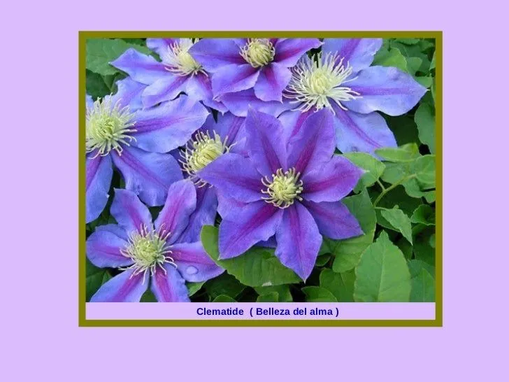 las-flores-y-el-significado-de ...