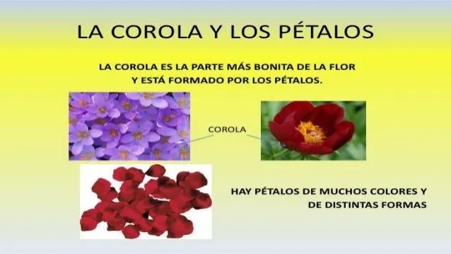 las-flores-y-sus-variaciones-5 ...