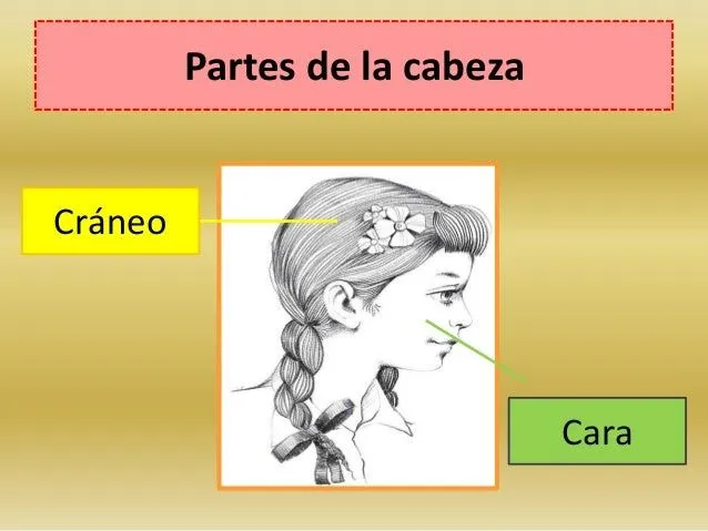 las-partes-de-la-cabeza-3-638. ...