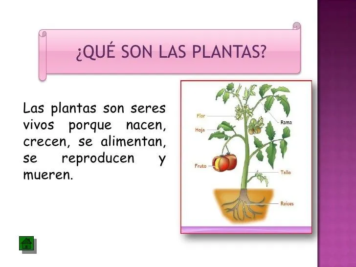 las-partes-de-la-planta-y-sus- ...
