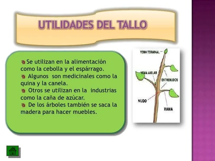 las-partes-de-la-planta-y-sus- ...
