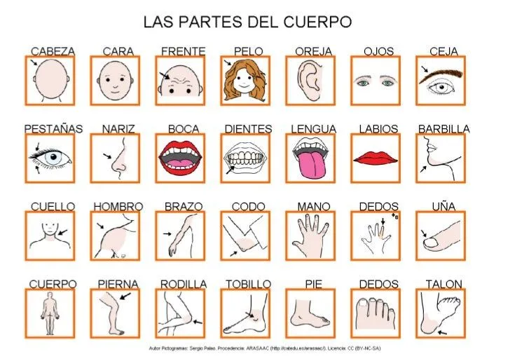 las-partes-del-cuerpo-1-728. ...