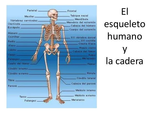 las-partes-del-cuerpo-humano- ...