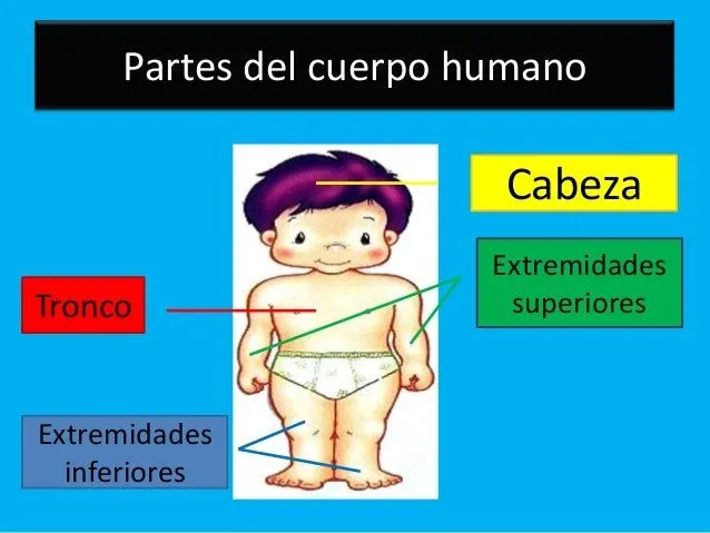 las-partes-del-cuerpo-humano-3 ...