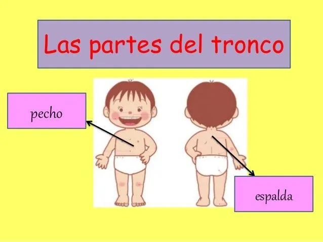 las-partes-del-tronco-3-638. ...