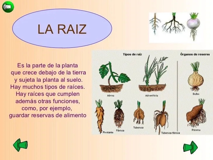 las-plantas-10-728.jpg?cb= ...
