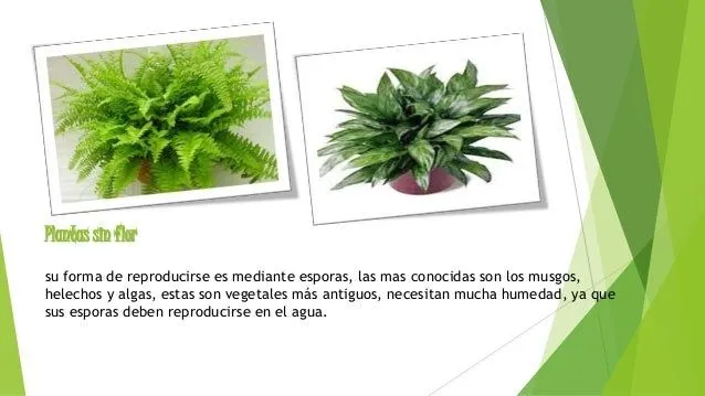 las-plantas-11-638.jpg?cb= ...
