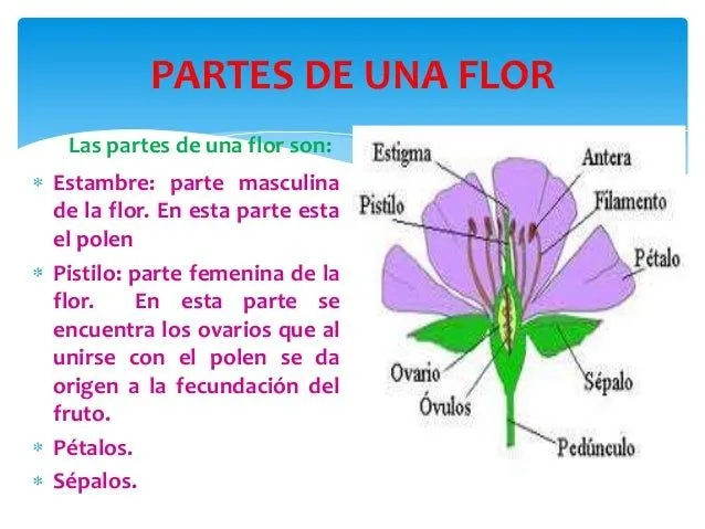 las-plantas-11-638.jpg?cb= ...
