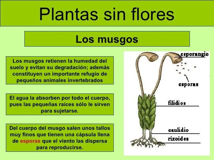 las-plantas-8-728.jpg?cb= ...