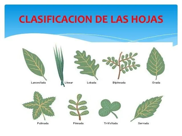 las-plantas-9-638.jpg?cb= ...