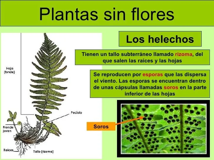 las-plantas-adaptada-10-728. ...