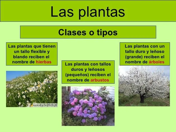 las-plantas-adaptada-3-728.jpg ...