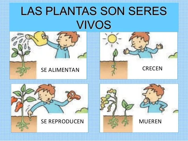 las-plantas-para-nios-5-638. ...