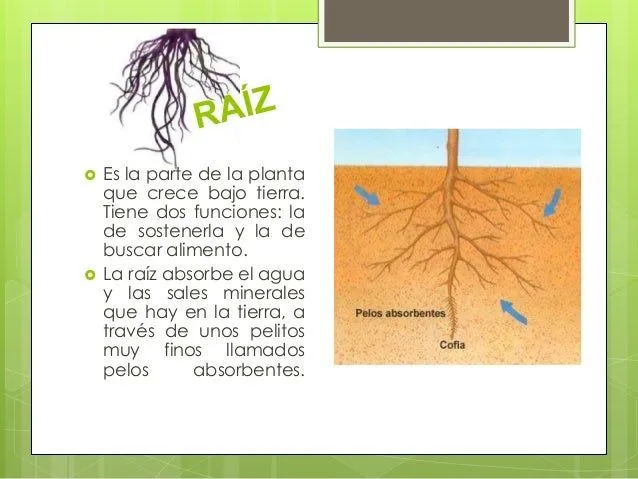 las-plantas-para-primaria-4- ...