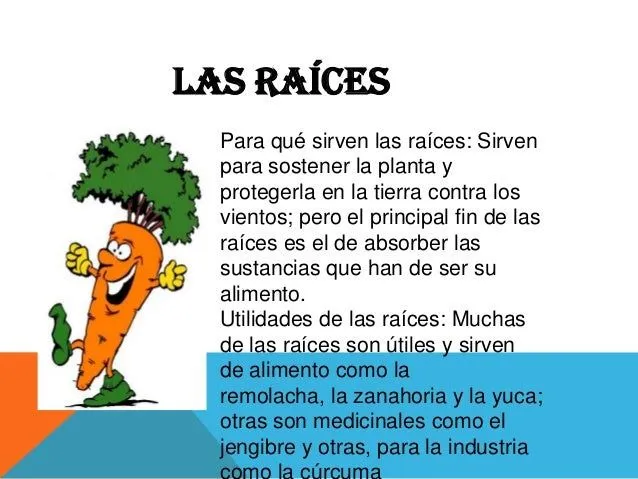 las-plantas-partes-funcin- ...