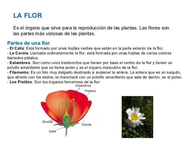 las-plantas-y-la-funciones-de- ...