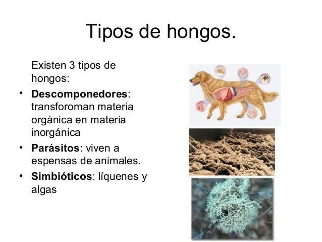las-plantas-y-los-hongos-tania ...