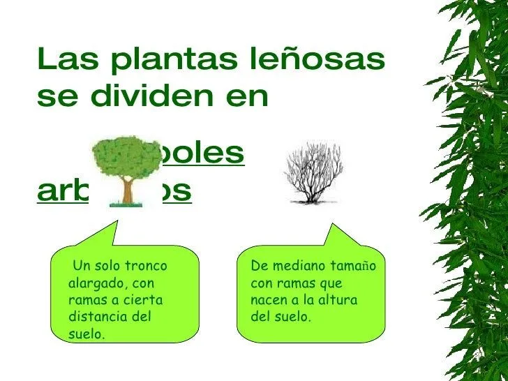 las-plantas-y-sus-partes-12- ...