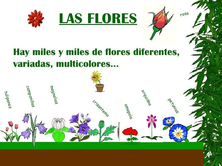 las-plantas-y-sus-partes-15- ...