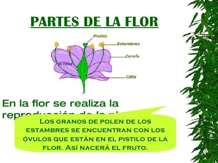las-plantas-y-sus-partes-16- ...