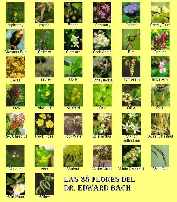 Las+38+flores+del+Dr.+Bach.jpg