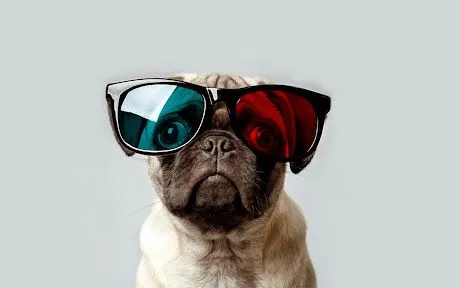 Latest Dog Pug Wallpaper for Walls | HD Images - www.hdimagess.com ...