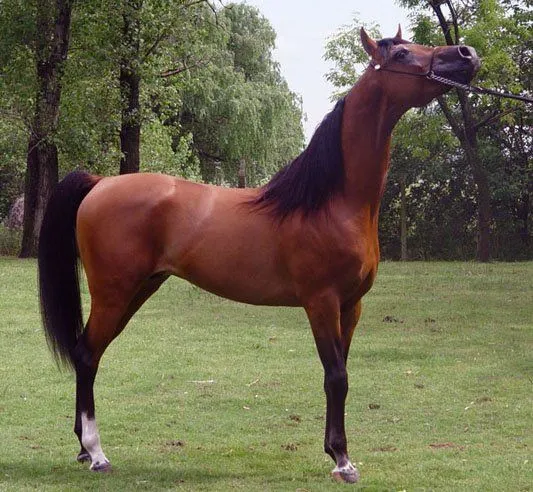 Mejores razas de caballos del mundo [Top 10] - Taringa!
