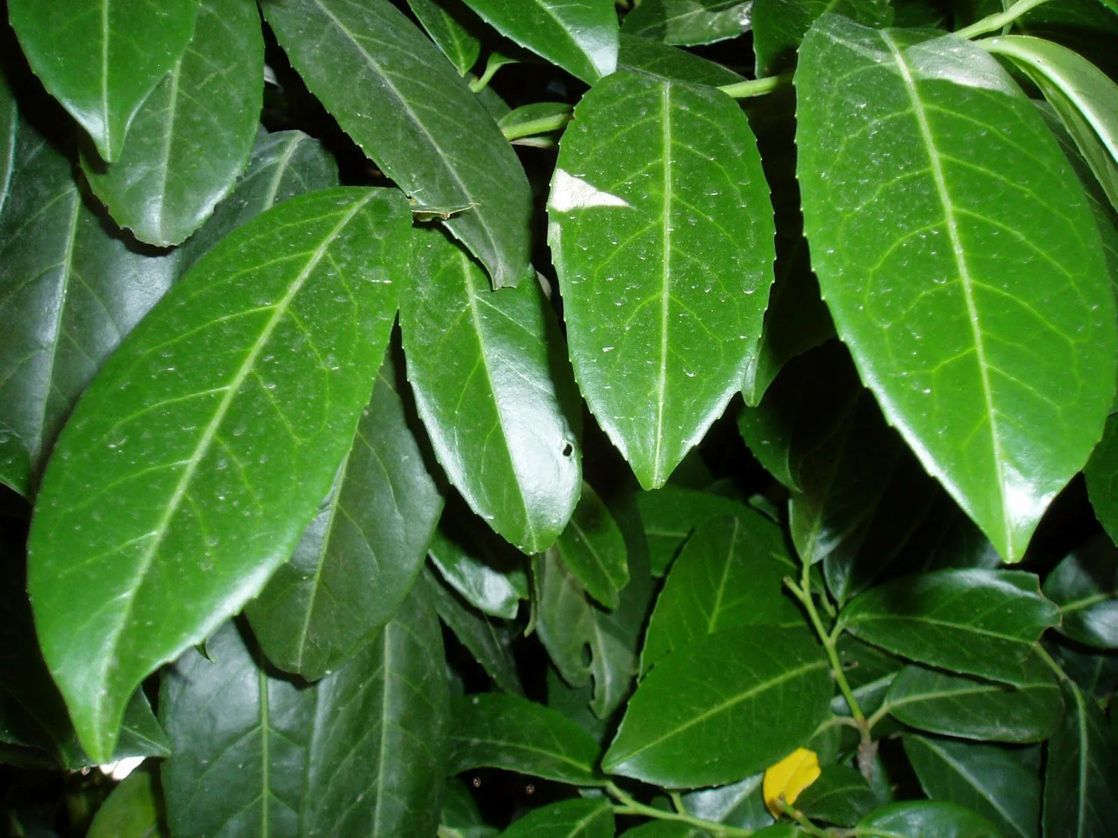 LAUREL CEREZO: Prunus laurocerasus | rioMoros LAUREL CEREZO: Prunus laurocerasus | rioMoros