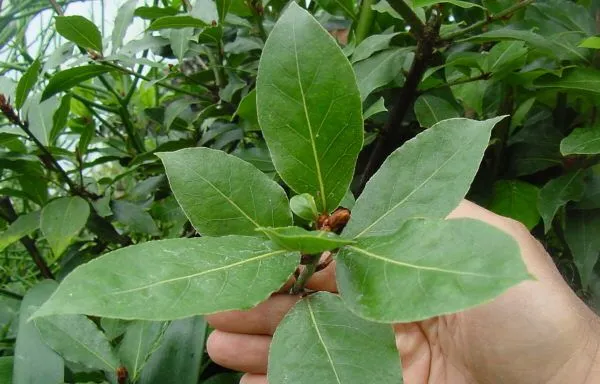 El laurel, del huerto al guiso - Cocina, Plantas