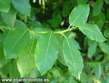 Laurel, laurus nobilis