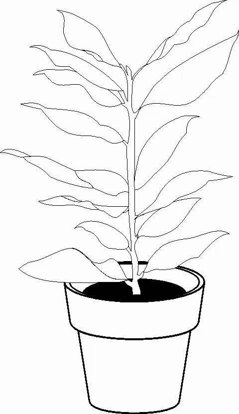 Laureles para colorear - Imagui