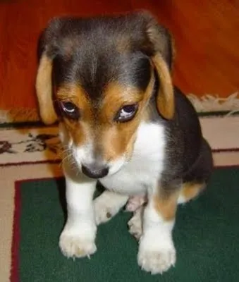 Lavado de ojos: Imagenes tiernas y graciosas de animales - Taringa!