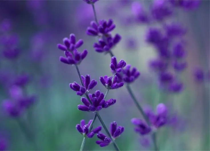 Lavanda, lila, violeta, flores, macro, desenfoque de movimiento ... Lavanda, lila, violeta, flores, macro, desenfoque de movimiento ...