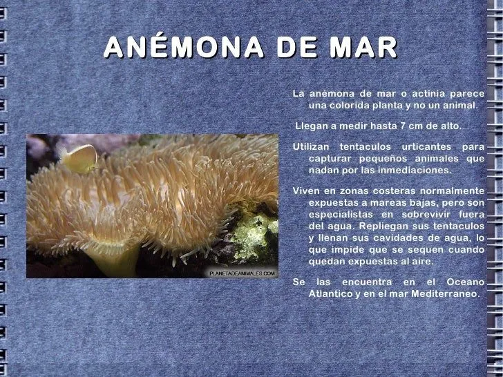 lbum-de-animales-marinos-3-728 ...