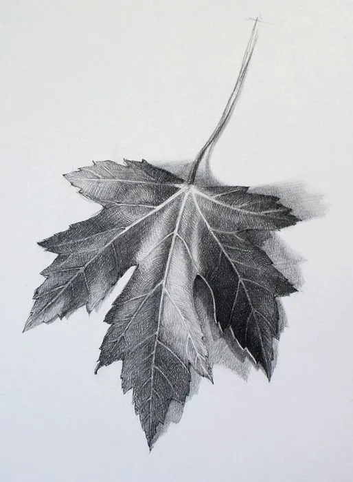 Leaf Drawing on Pinterest | Bike Drawing, Mushroom Drawing and ... Leaf Drawing on Pinterest | Bike Drawing, Mushroom Drawing and ...