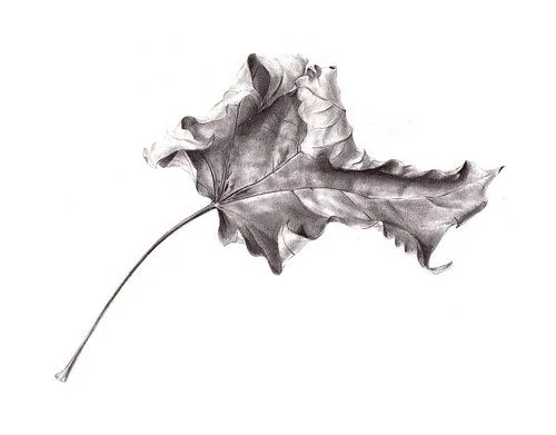 Leaf Drawing on Pinterest | Bike Drawing, Mushroom Drawing and ... Leaf Drawing on Pinterest | Bike Drawing, Mushroom Drawing and ...