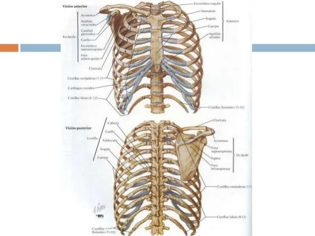 leccion-de-anatomia-torax-2- ...