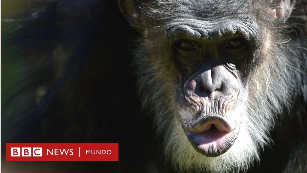 5 lecciones que los chimpancés nos pueden enseñar sobre política - BBC News Mundo 5 lecciones que los chimpancés nos pueden enseñar sobre política - BBC News Mundo