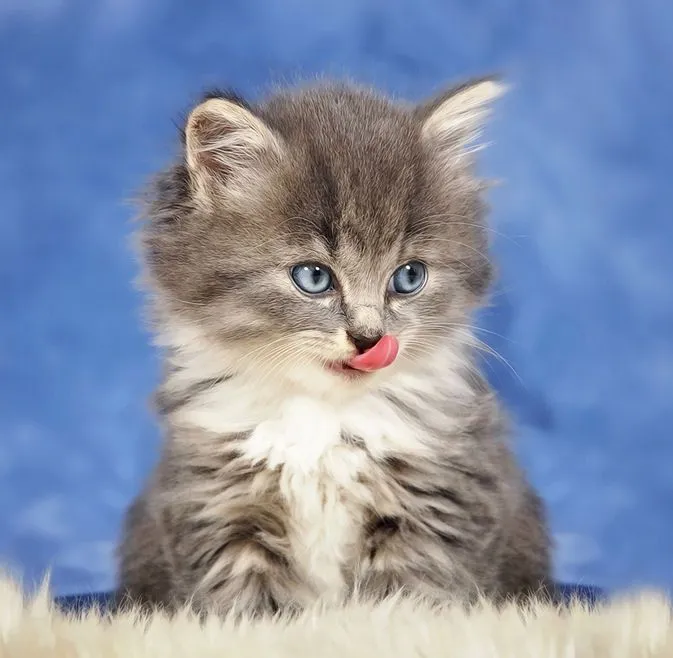 Tiene usted un poco de leche para este lindo gatito? | Banco de ... Tiene usted un poco de leche para este lindo gatito? | Banco de ...