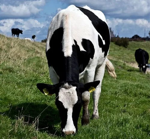 leche_vaca_clonada.jpg