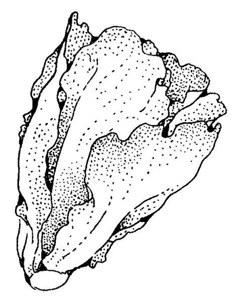 Lechuga dibujo - Imagui