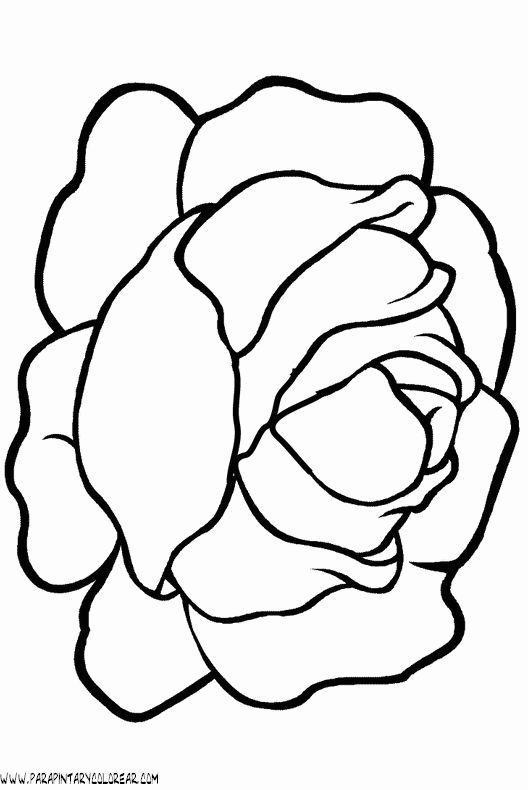 dibujos-de-lechugas-002