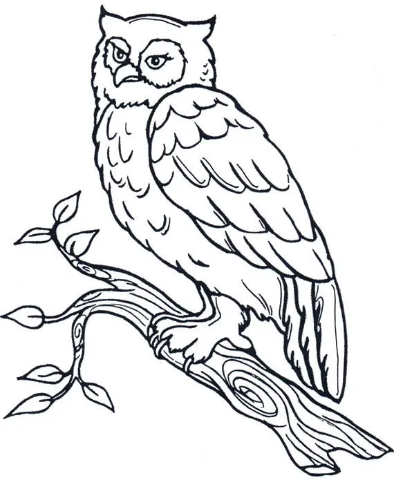 La lechuza dibujo - Imagui