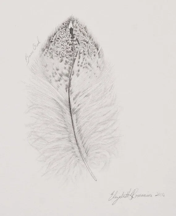 Dibujos de plumas a lapiz - Imagui