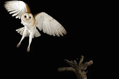 Lechuza | Wikifaunia, tu enciclopedia de animales