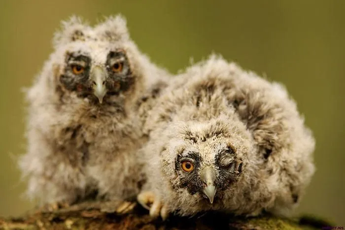 Animales graciosos 13 | Blogodisea